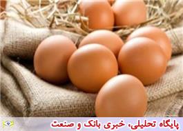 افزایش تقاضای نوروزی قنادی ها، قیمت تخم مرغ را افزایش داد